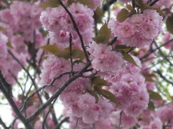 Spring in Japan